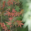 秋の音を垣間見た