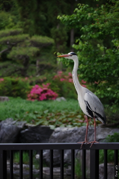 緑雨の中で想いを馳せる