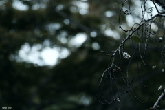 もう一つの秋彩