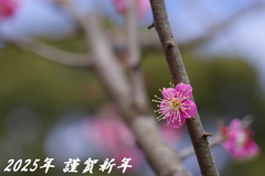 2025年 新年あけましておめでとうございます