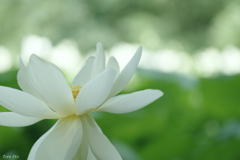 蓮根の夢