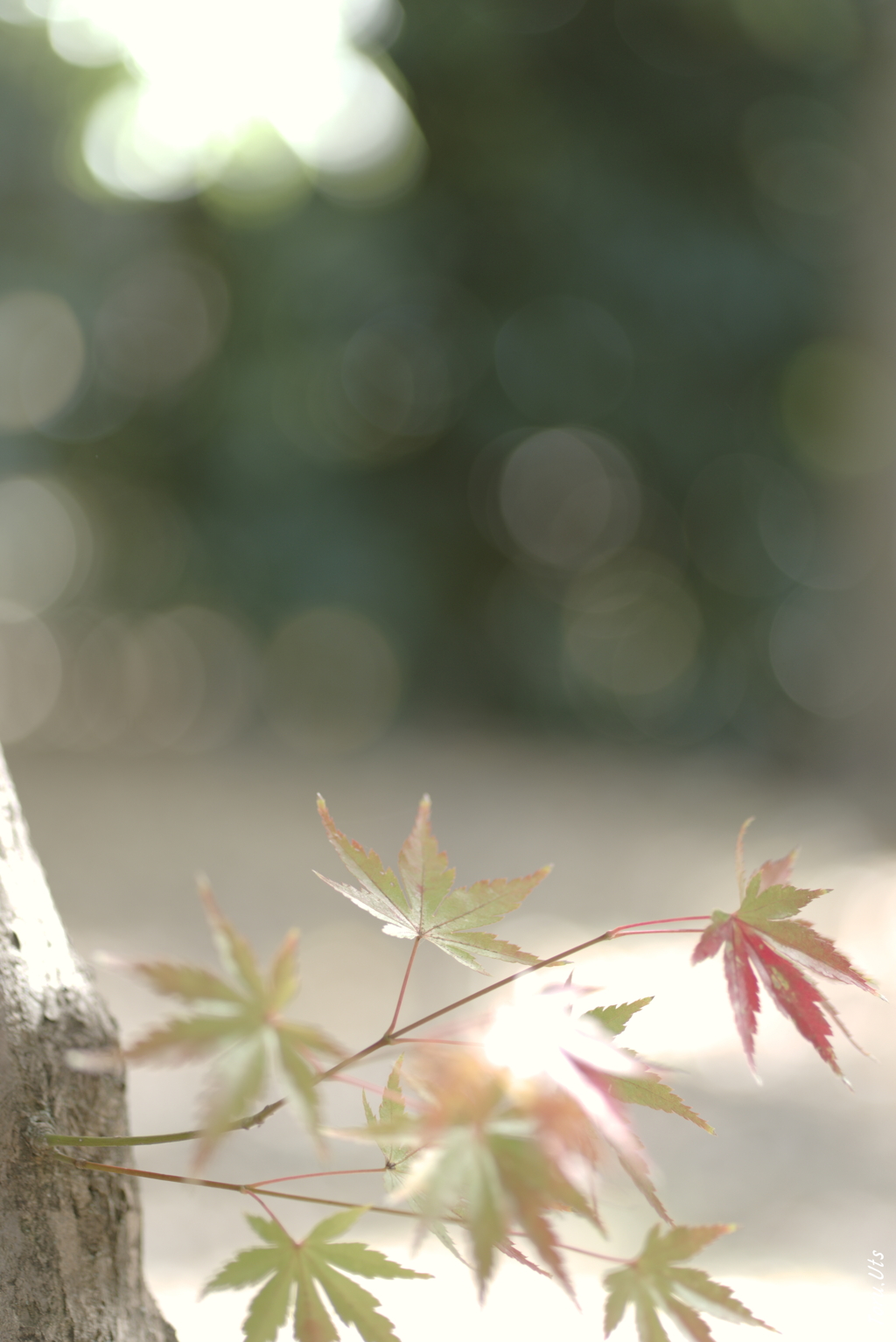紅葉の黎明