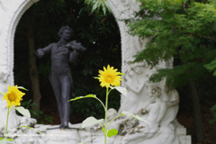 オーストリア庭園 シュトラウスと向日葵
