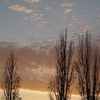 夕暮れ空とポプラの木