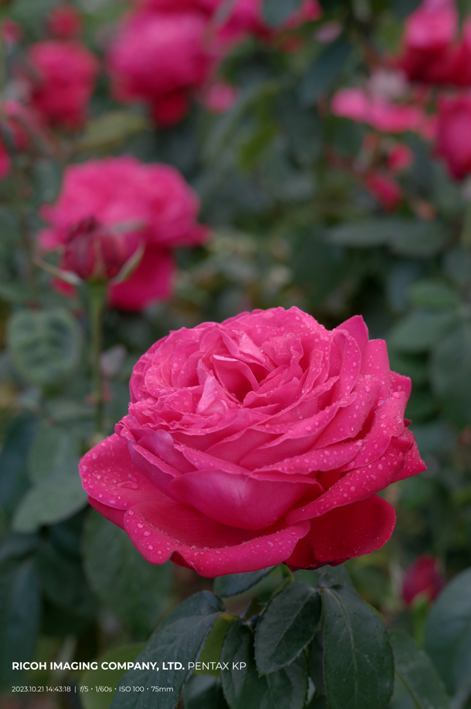 薔薇の風合い