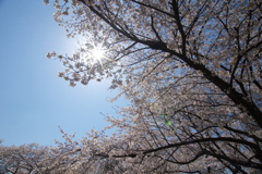 サクラ空から降り注ぐ
