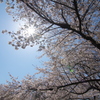 サクラ空から降り注ぐ