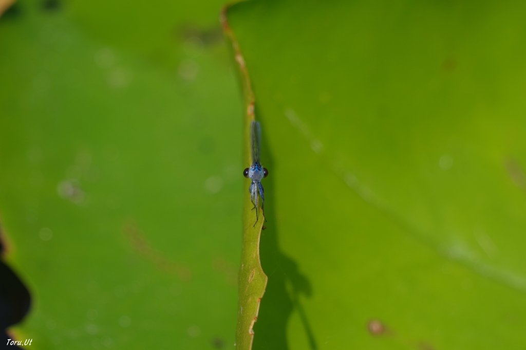 謎の生物Z