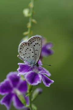 道端で見た小さな紫のステージで