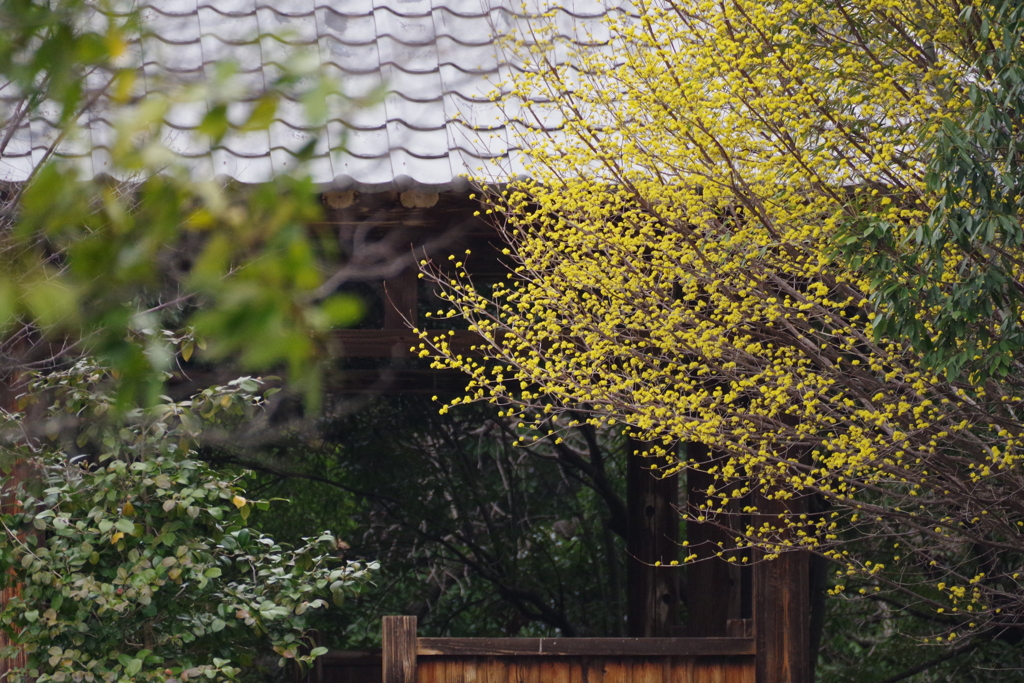 黄吹く東屋