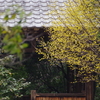 黄吹く東屋