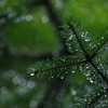 針葉の雫