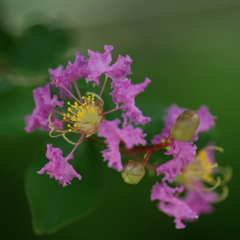 盛夏の彩花