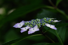 静寂の額紫陽花