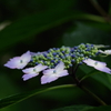静寂の額紫陽花