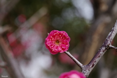 日ノ丸紅梅