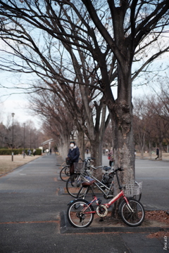 一月の公園の並木通り