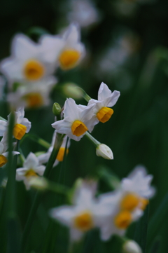 春先の小さな祝祭