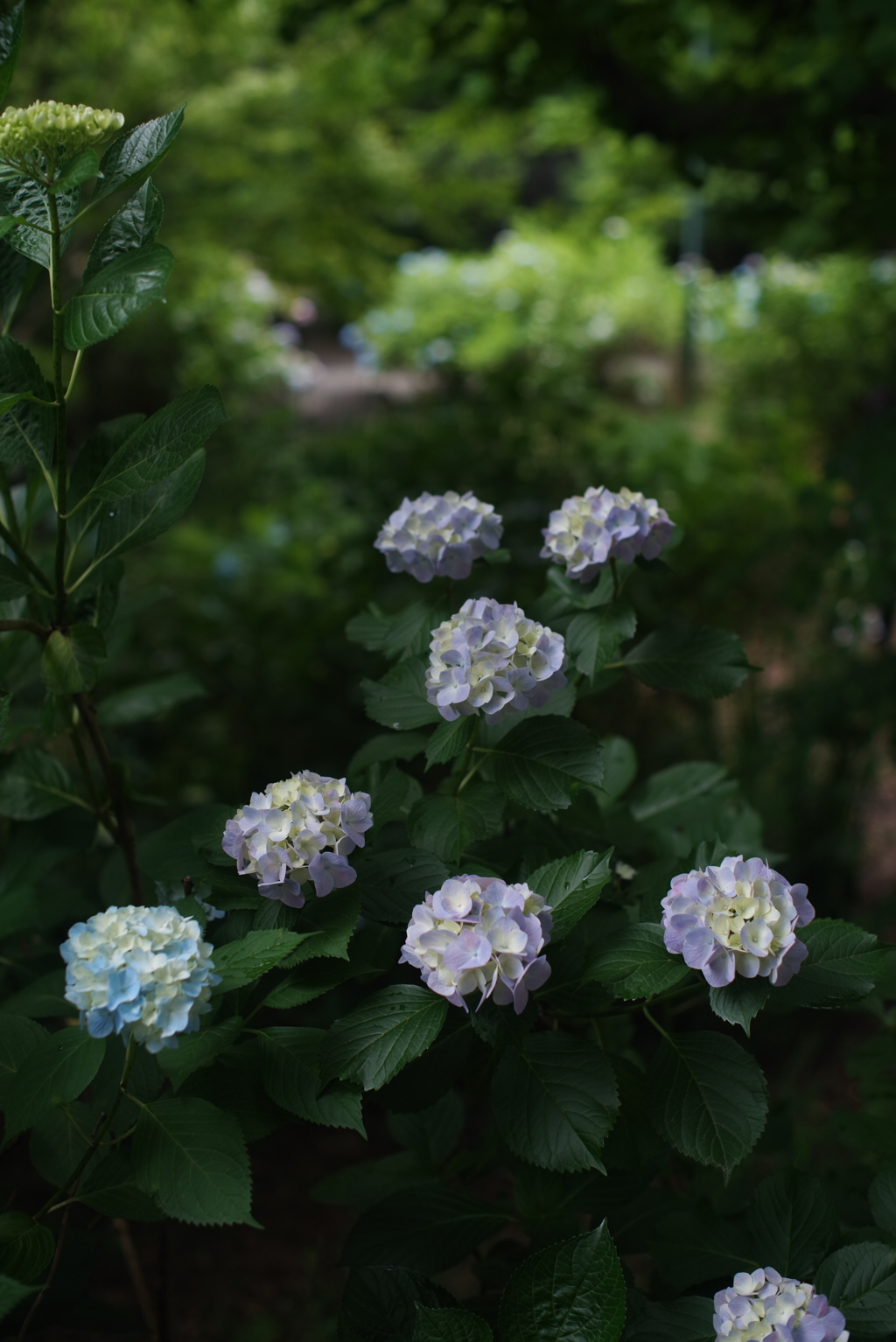 小振りな紫陽花さん達のお出迎え