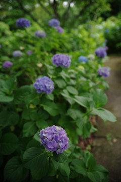 梅雨彩の入口