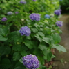 梅雨彩の入口
