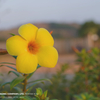 黄色いお花 @カンボジア ー夕陽を受けたアラマンダ
