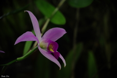 優雅✿そのまま