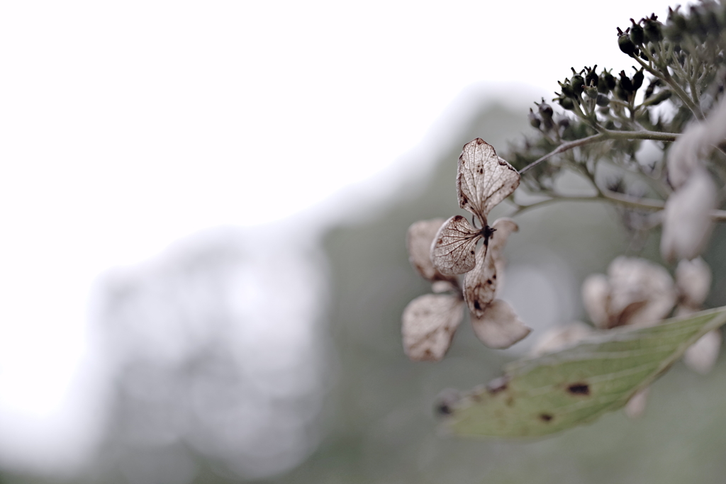 季節の薄片