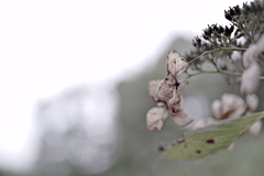 季節の薄片