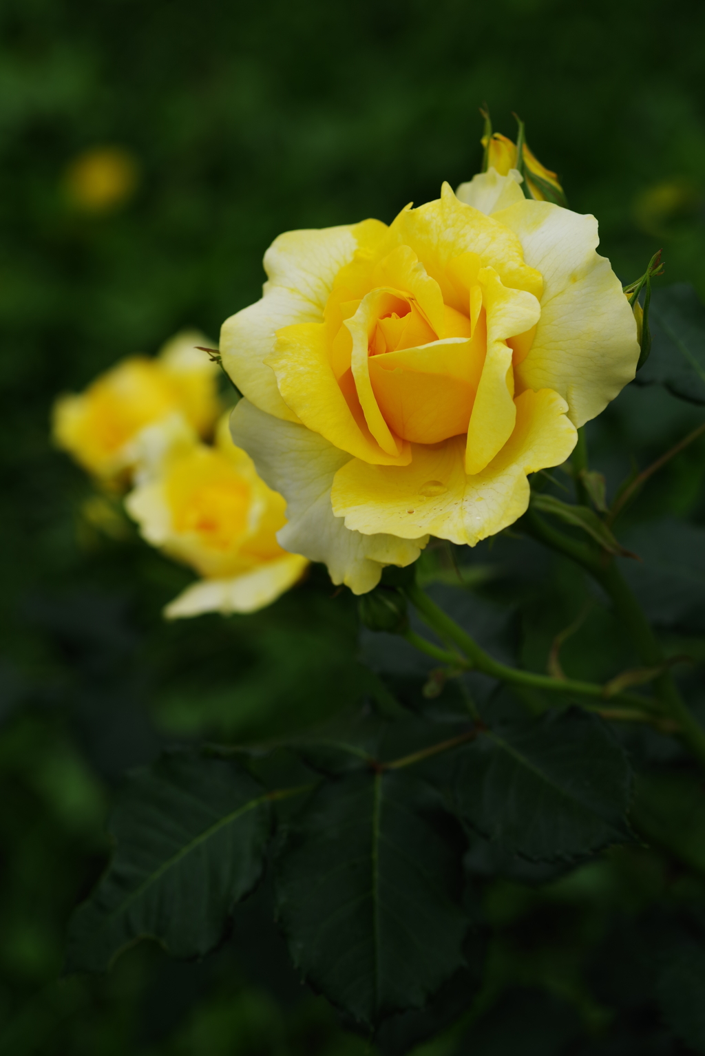 檸檬色な薔薇