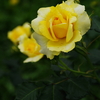 檸檬色な薔薇