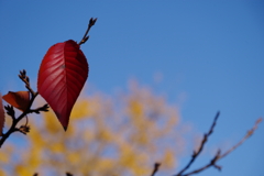 秋空に銀杏の兆し