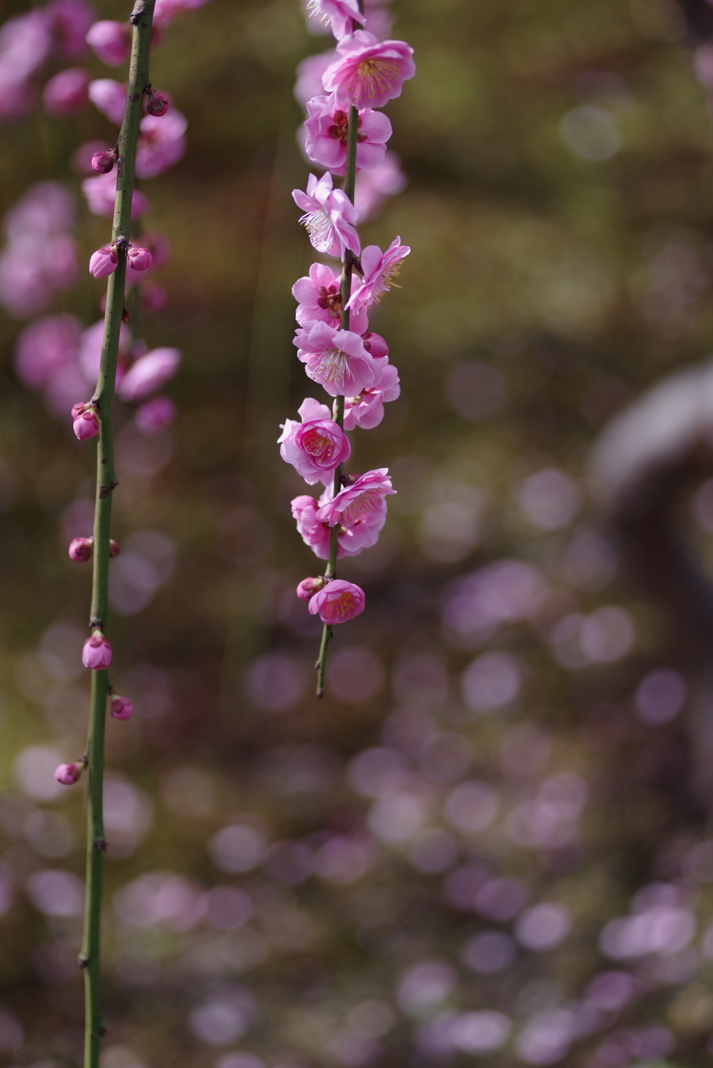 落ちて尚煌めく梅の花弁