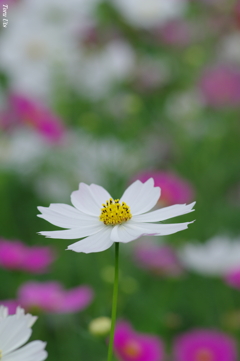 秋白色のプロローグ