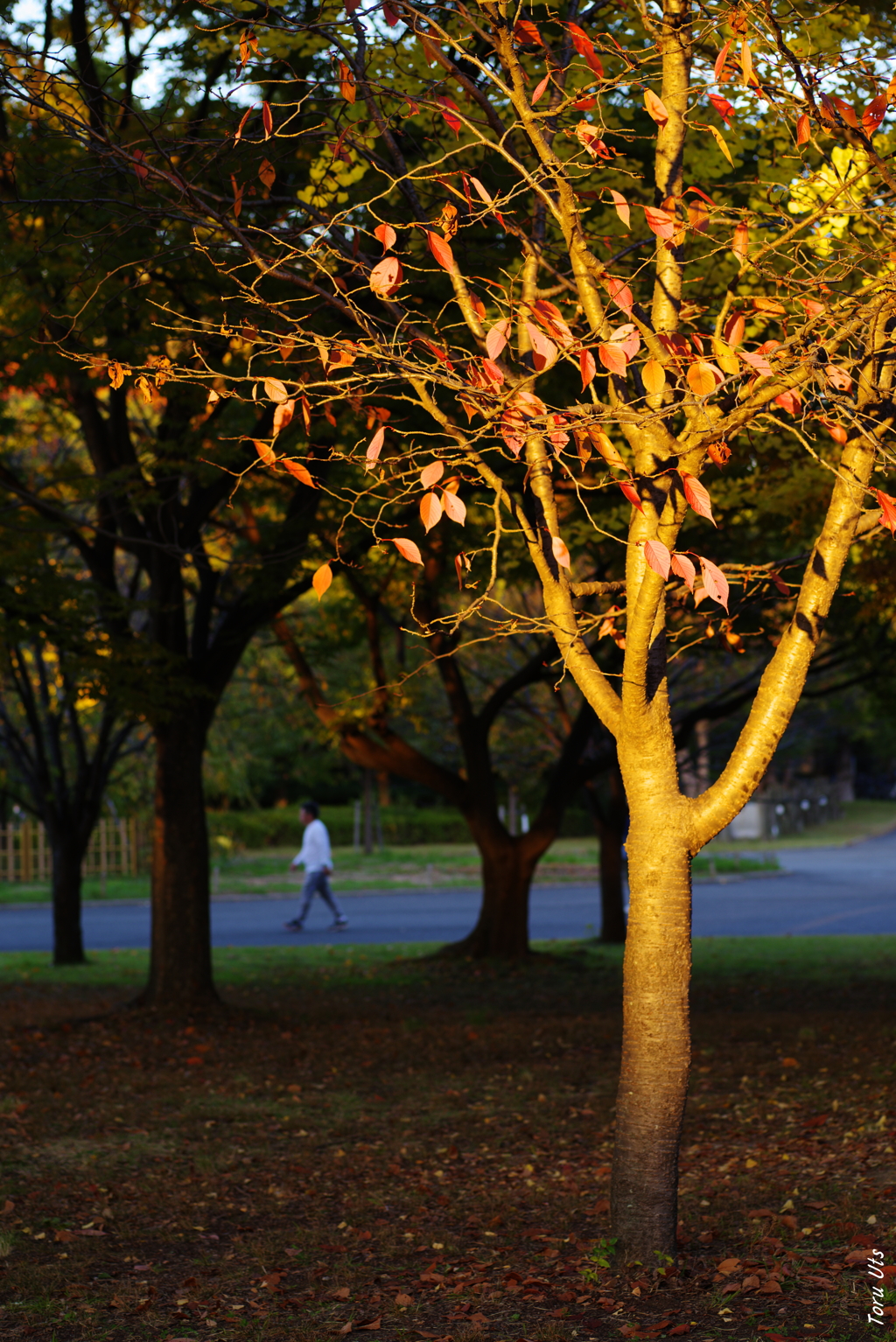 夕陽のスポットライト♪