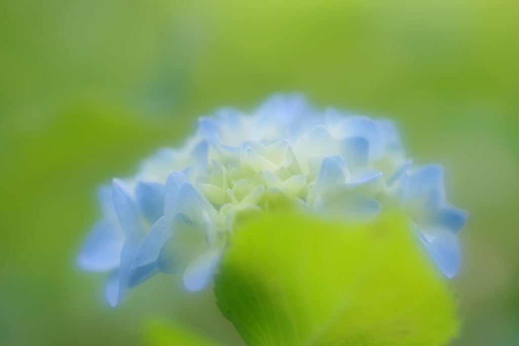 Welcome to the 夢の紫陽花ランドヘ☆彡
