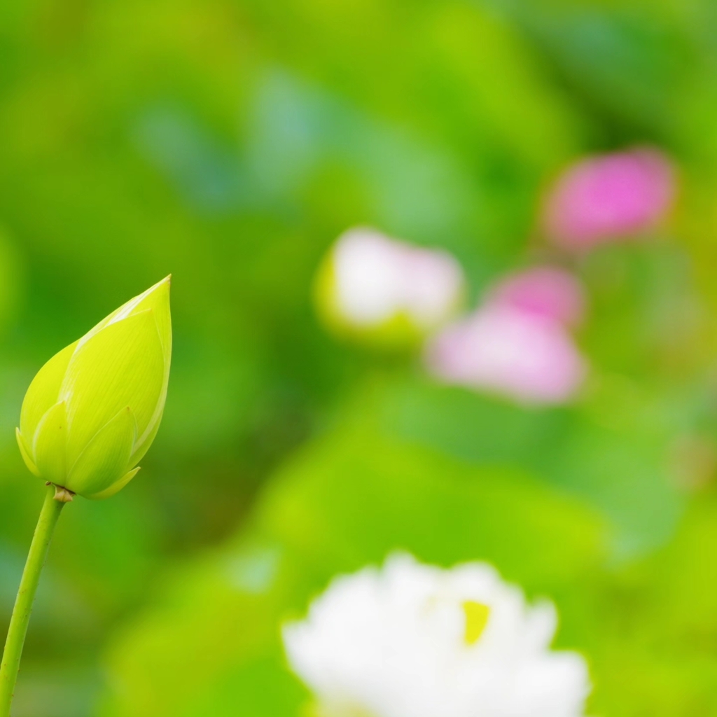 蓮花の始まり