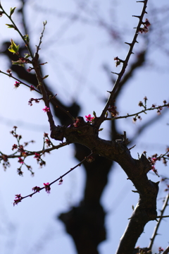 小さくかわいいガクの花✿