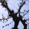 小さくかわいいガクの花✿