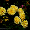 黄色いお花 @鶴見緑地ー薔薇