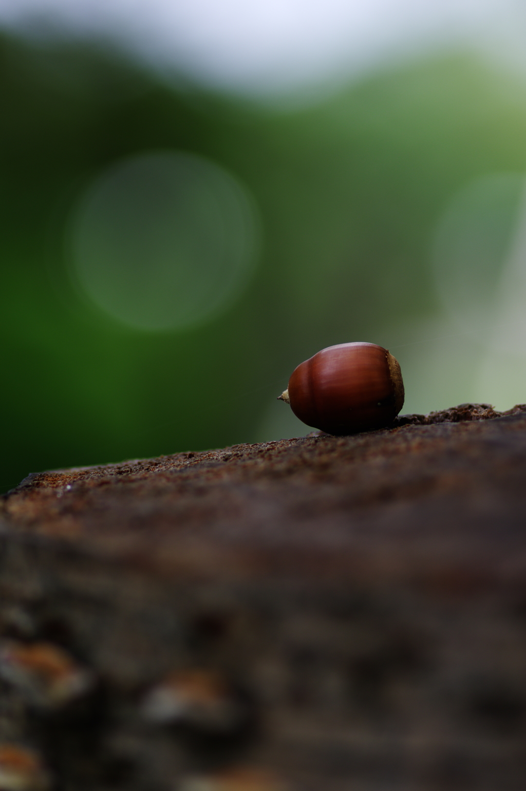 今年の秋の一粒