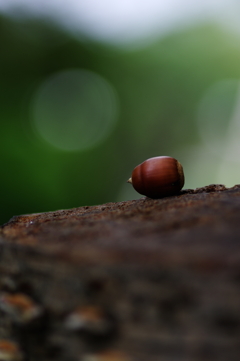 今年の秋の一粒