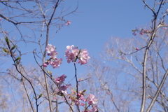 青空と咲き始めた河津桜