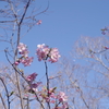 青空と咲き始めた河津桜