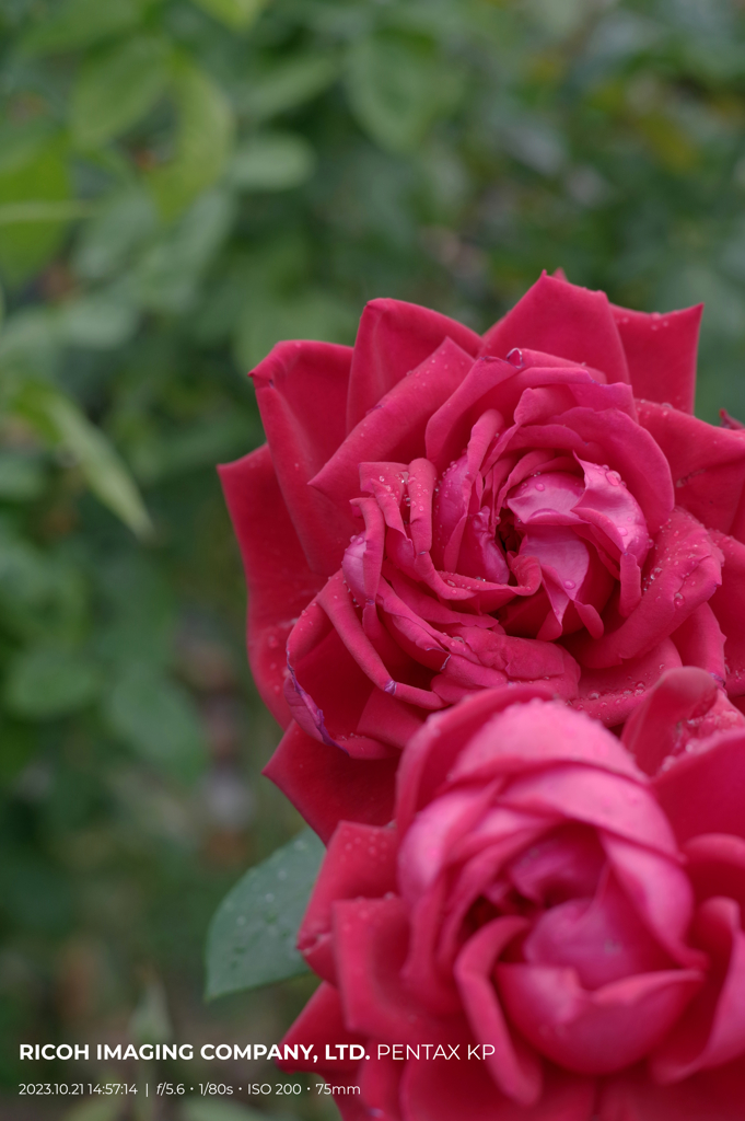 Rose texture  -花びらの風合い