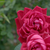 Rose texture  -花びらの風合い