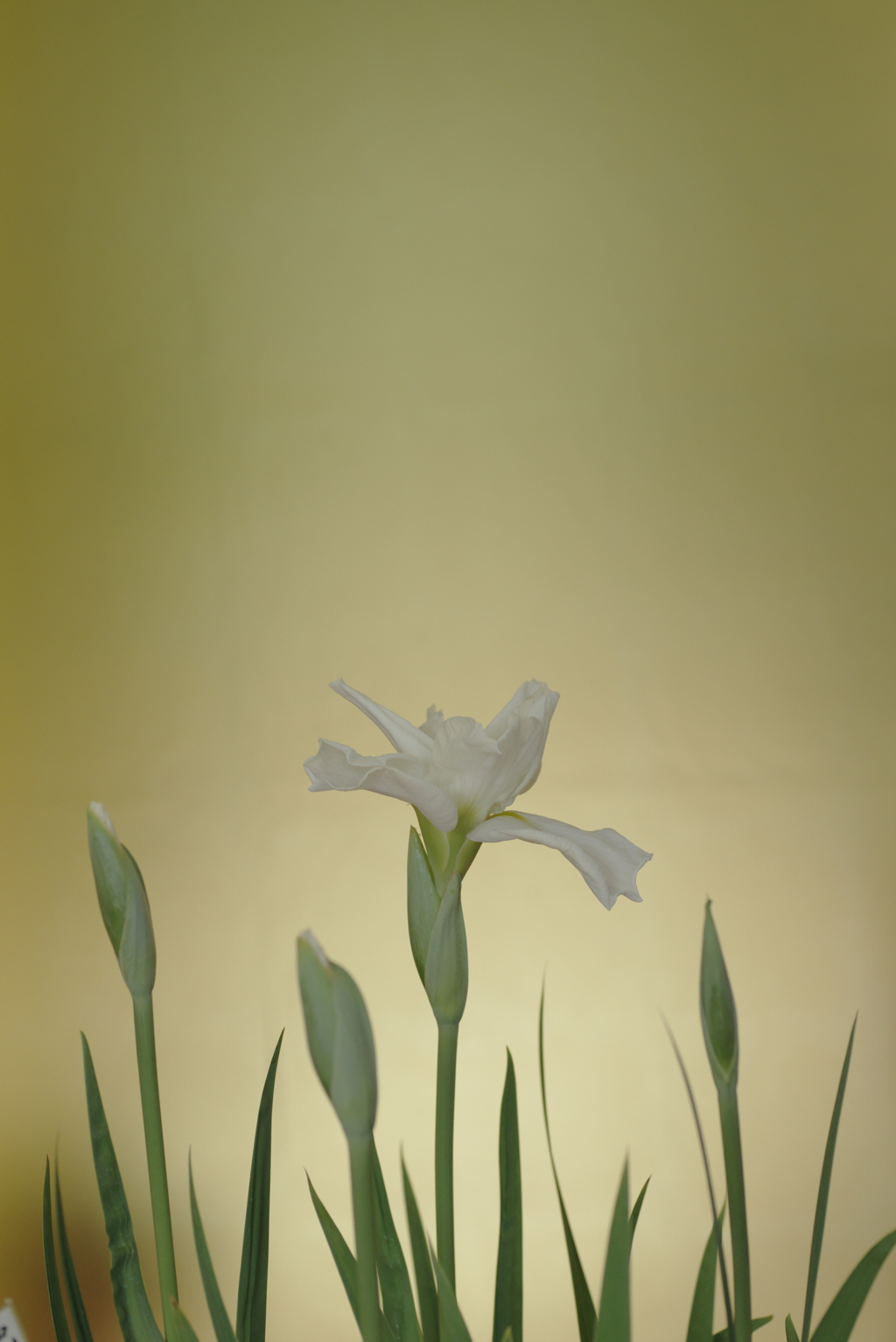 金屏風に白菖蒲