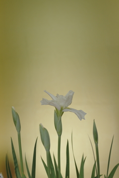 金屏風に白菖蒲