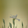 金屏風に白菖蒲