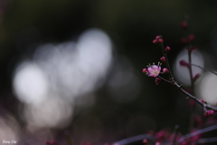 小さな紅のはじまり